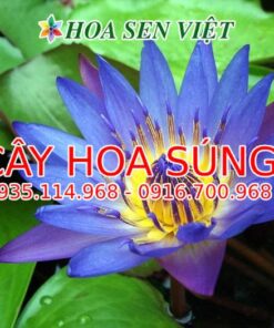 cay-hoa-sung-6