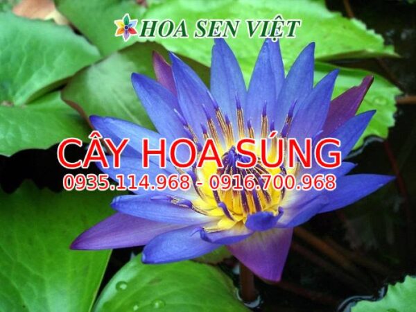 cay-hoa-sung-6