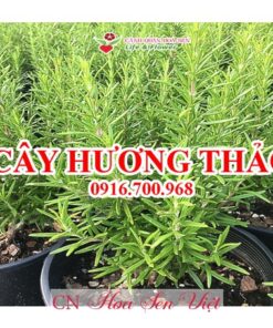 Cây Hương Thảo