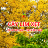 Cay Lim Xet Da Nang