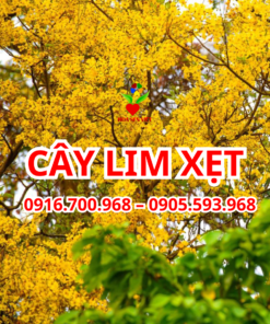 Cay Lim Xet Da Nang