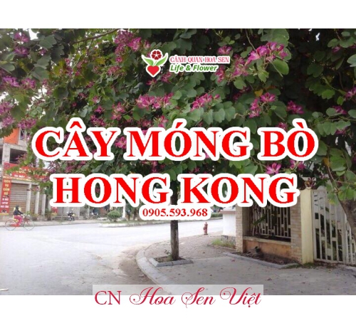 Cay Mong Bo Hoa Sen Viet