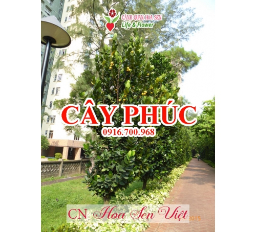 Cay Phuc Da Nang Hoasenviet