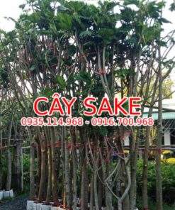 Cây sake - giá bán, cách trồng và chăm sóc cây sake