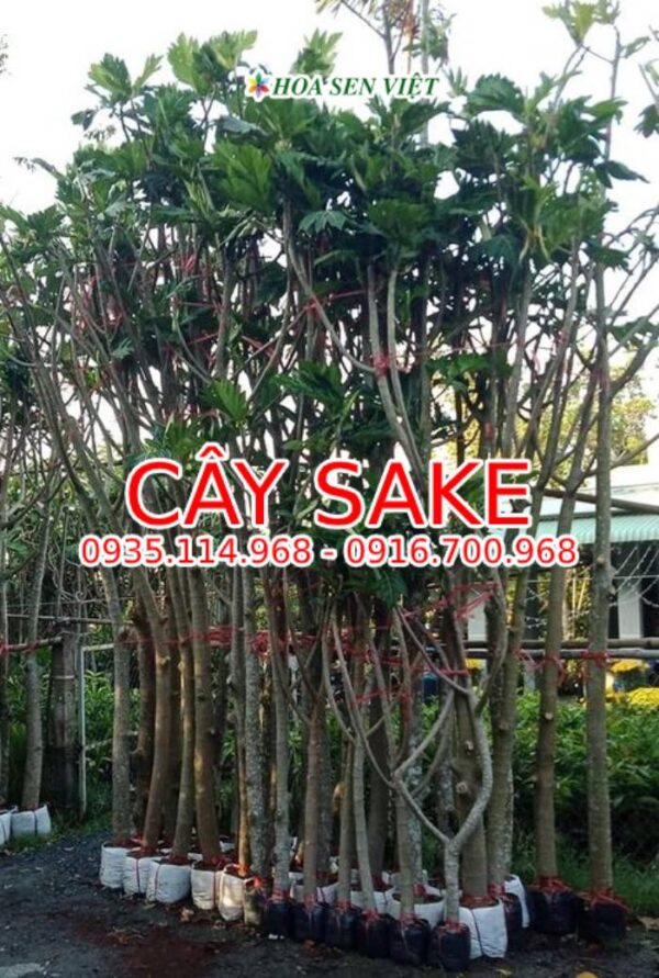 Cây sake - giá bán, cách trồng và chăm sóc cây sake