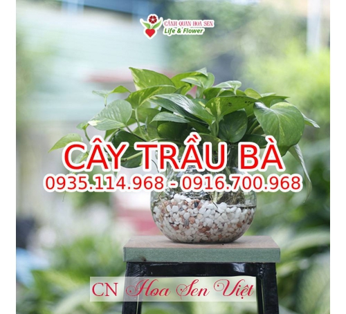 Cây Trầu Bà