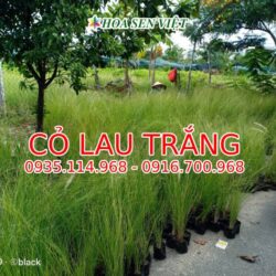 Vườn lau trắng tại Hoa Sen Việt