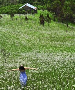 Một cô gái rất xinh đẹp đang tạo dáng giữa cánh đồng cỏ lau đang mùa nở hoa đẹp tinh khôi