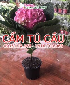 cam-tu-cau-70k-5