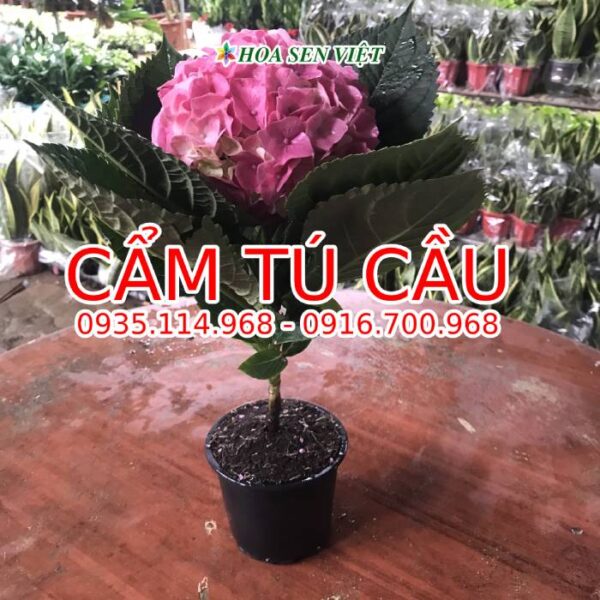 cam-tu-cau-70k-5