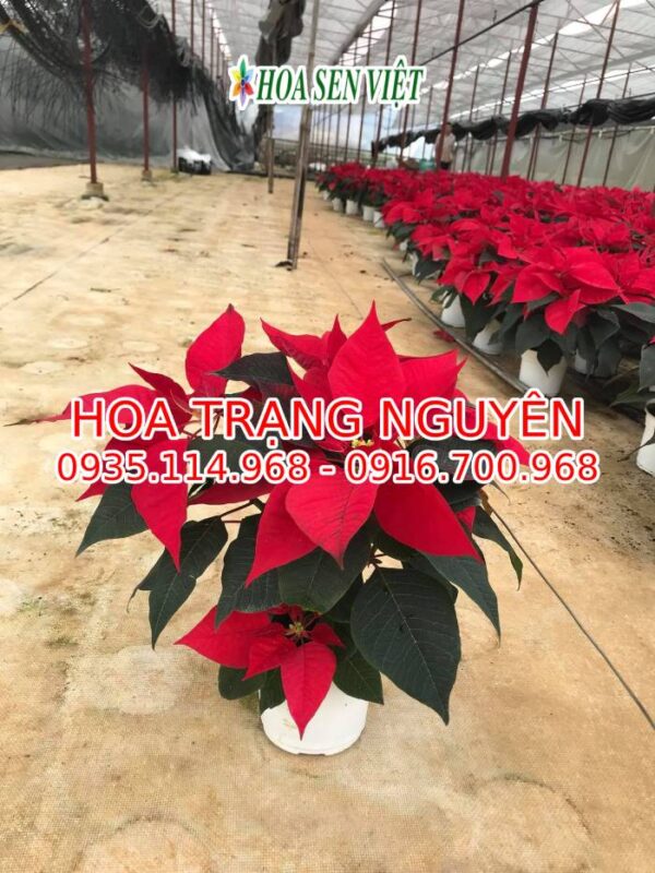 hoa-trang-nguyen-17