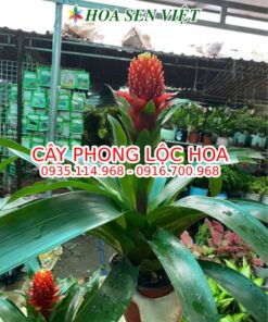 phong-loc-hoa-85k-7