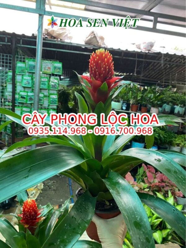 phong-loc-hoa-85k-7