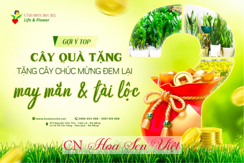 cay qua tang chuc mung hoasenviet