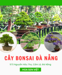 Cây bonsai