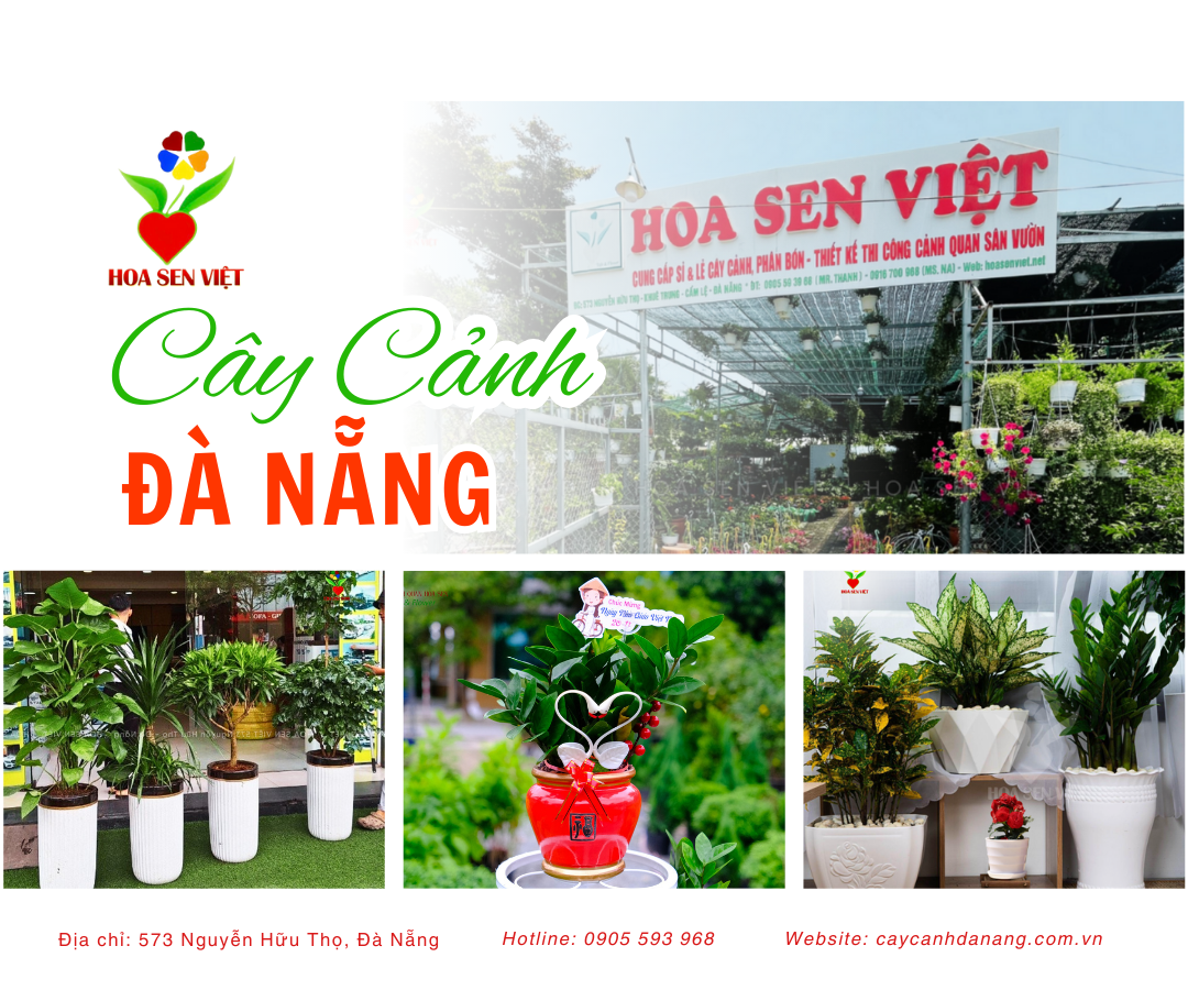 cay canh da nang hoasenviet