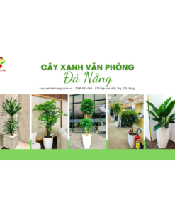 Cây Văn Phòng Đà Nẵng