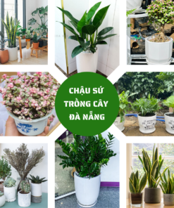 Chậu Sứ Trồng Cây