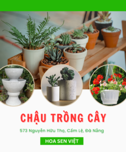 Chậu trồng cây Đà Nẵng