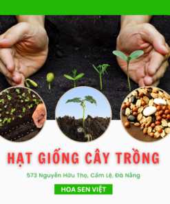 Hạt giống cây trồng