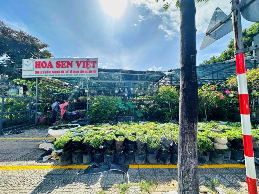 Cây Cảnh Đà Nẵng – Hoa Sen Việt