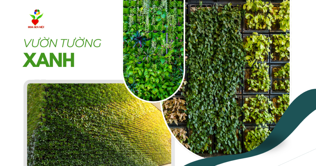 Cây Cảnh Đà Nẵng – Hoa Sen Việt