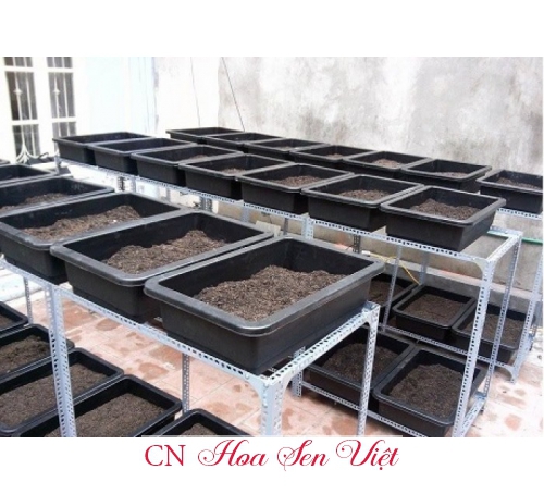 Kệ (giá) trồng rau