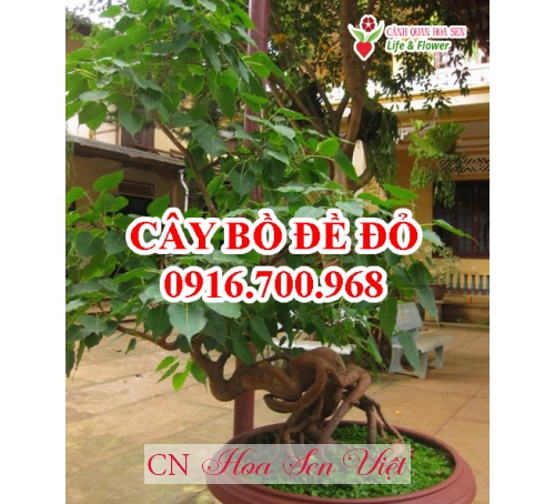 Cay Bo De Do