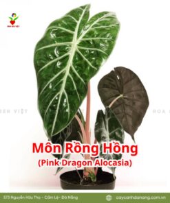 Cây Môn Rồng Hồng