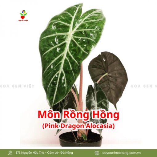 Cây Môn Rồng Hồng