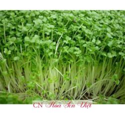 Hat Giong Mam Cai Dinh Duong Da Nang