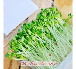 Hat Giong Mam Cai Dinh Duong Hoasenviet