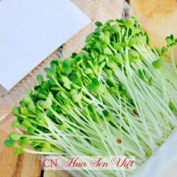 Hat Giong Mam Cai Dinh Duong Hoasenviet