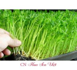 Hat Giong Mam Cai Dinh Duong Hoasenviet Da Nang