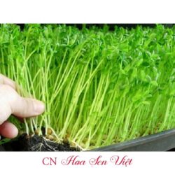 Hat Giong Mam Cai Dinh Duong Hoasenviet Da Nang