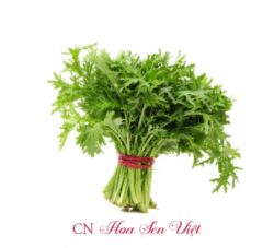 Hat Giong Rau Tan O Hoasenviet Danang