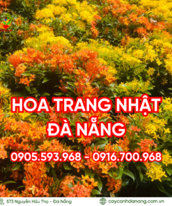 Hoa-trang-nhat (1)