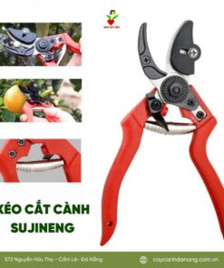 Keo Cat Canh Sujineng Da Nang 1