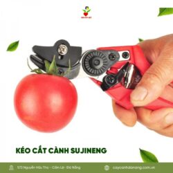 Keo Cat Canh Sujineng Da Nang