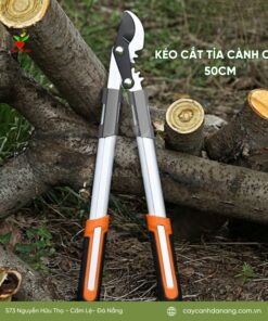 Keo Cat Tia Canh Cay 50cm Dahong 1