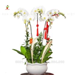 Lan Hồ Điệp Trắng 5 Cành-4