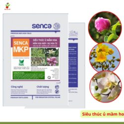 Phan Bon Hoa Senca Mkp