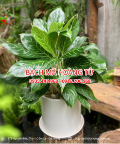 Bach Ma Hang Tu De Ban