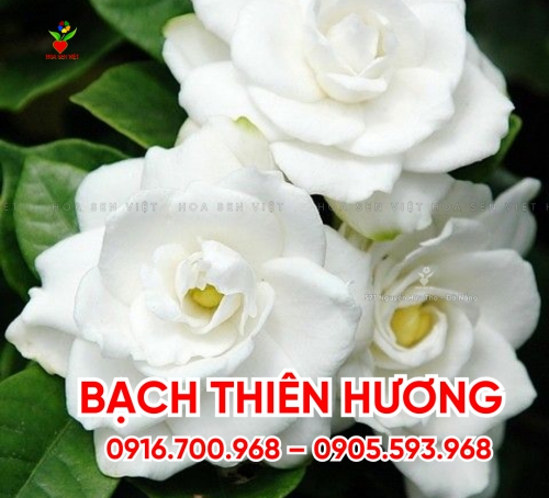 Bach-thien-huong