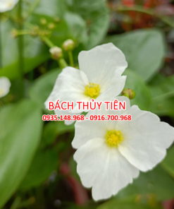 Bach Thuy Tien