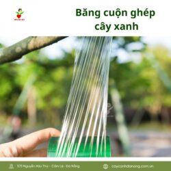 Bang Cuon Ghep Cay Xanh