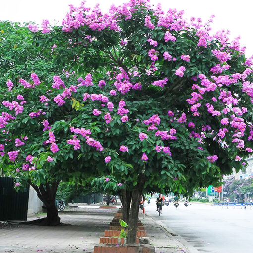 Bang Lang Oi Da Nang