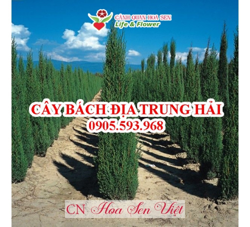 Cay Bach Dia Trung Hai Da Nang