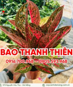 Cây Bao Thanh Thiên ở đà Nẵng