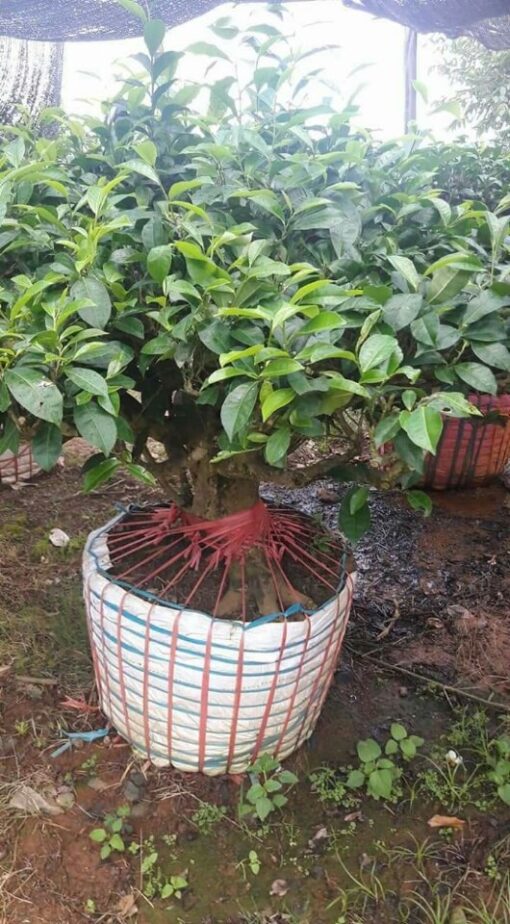 Cay Che Bonsai Tai Da Nang